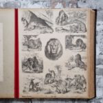 Bilderbuch - Quodlibet. – Bild 13