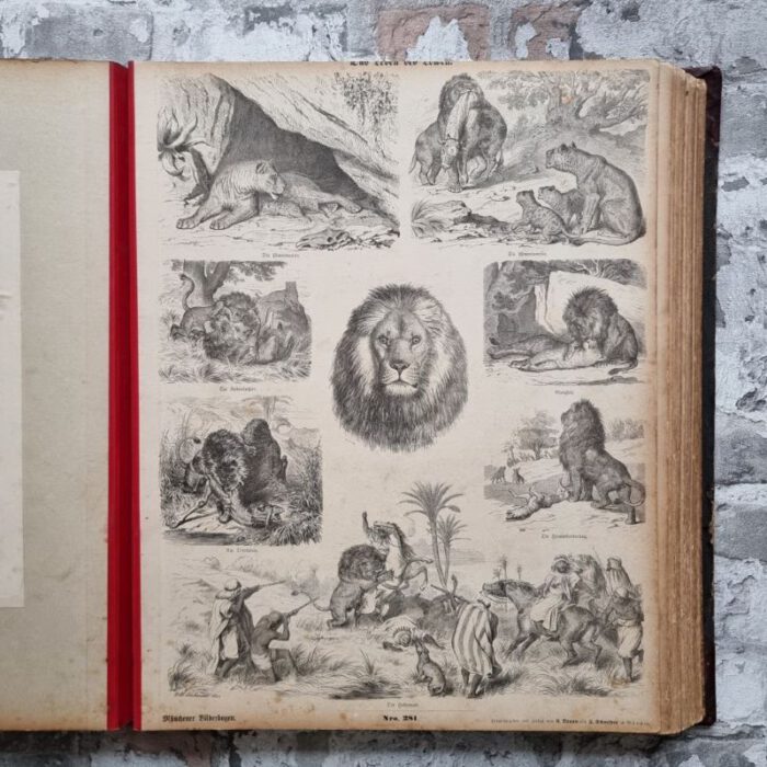 Bilderbuch - Quodlibet. – Bild 13