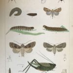 Taschenberg, E.L. Die der Landwirthschaft schädlichen Insekten und Würmer.