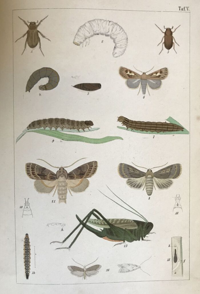 Taschenberg, E.L. Die der Landwirthschaft schädlichen Insekten und Würmer. – Bild 1