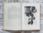 Maurer, Louis. Maurer's Stachelbeerbuch über die besten und verbreitetsten Stachelbeersorten. – Bild 4