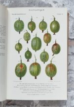 Maurer, Louis. Maurer's Stachelbeerbuch über die besten und verbreitetsten Stachelbeersorten. – Bild 5