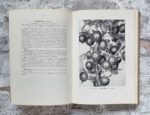 Maurer, Louis. Maurer's Stachelbeerbuch über die besten und verbreitetsten Stachelbeersorten. – Bild 7