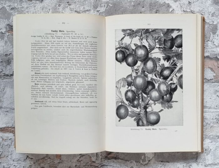 Maurer, Louis. Maurer's Stachelbeerbuch über die besten und verbreitetsten Stachelbeersorten. – Bild 7