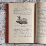 Lilienthal, Otto. Der Vogelflug als Grundlage der Fliegekunst. – Bild 6
