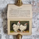 Kramer, Rudolf. Kramers Taschenbuch der Rassegeflügelzucht – Bild 6