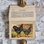 Kramer, Rudolf. Kramers Taschenbuch der Rassegeflügelzucht – Bild 7