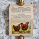 Kramer, Rudolf. Kramers Taschenbuch der Rassegeflügelzucht