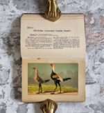 Kramer, Rudolf. Kramers Taschenbuch der Rassegeflügelzucht – Bild 9