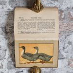 Kramer, Rudolf. Kramers Taschenbuch der Rassegeflügelzucht – Bild 12