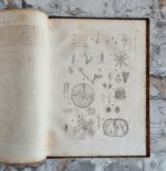 Carus, Carl Gustav. Lehrbuch der Zootomie. – Bild 6