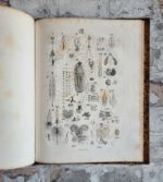 Carus, Carl Gustav. Lehrbuch der Zootomie. – Bild 8