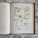 Carus, Carl Gustav. Lehrbuch der Zootomie. – Bild 9