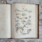 Carus, Carl Gustav. Lehrbuch der Zootomie. – Bild 10